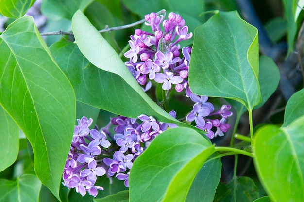 Blooming lilac Bush lilac color close-up horizontally. Blooming lilacs in the spring. Syringa Meyeri. The Olive Family