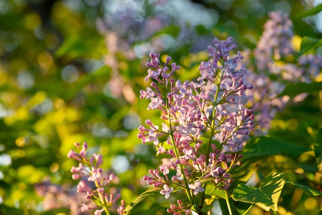 Blooming lilac bushes in May Beautiful nature in Spring blooming flowers