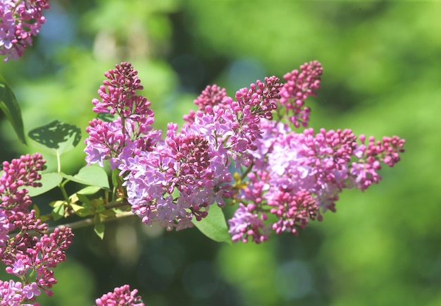 Blooming lilac in the city park