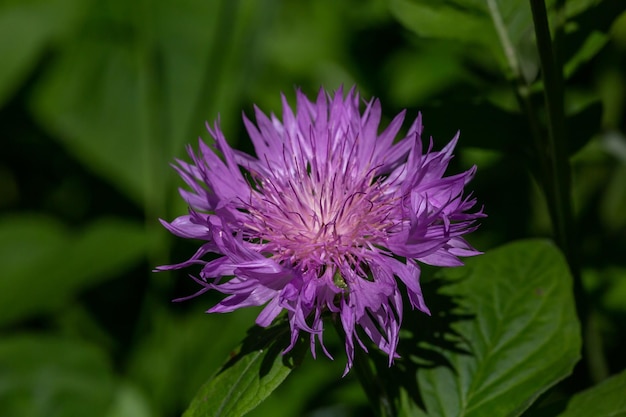 Foto fiordaliso lilla in fiore su uno sfondo verde in una fotografia macro di una giornata di sole