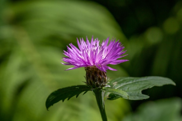 Blooming lilac cornflower on a green background on a sunny day macro photography