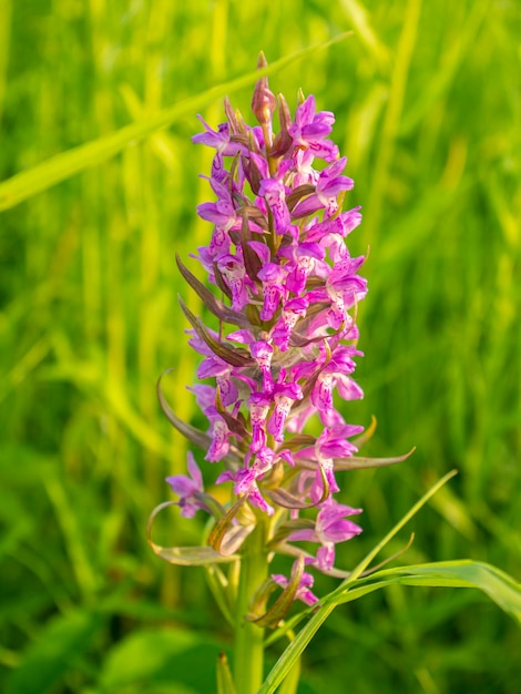 野原の植物の咲くライラックの花