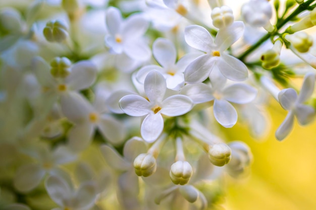 Blooming lilac flowers. Abstract background. Macro photo.