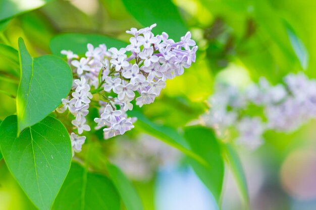 Blooming lilac flowers on blurred background Spring branch of blossoming lilac