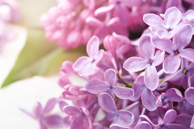 Blooming lilac flowers Bouquet of fresh lilacs in spring on white wooden background with sunbeams Frame for birthday invitation wedding or engagement Dreamy gentle air artistic image Soft focus