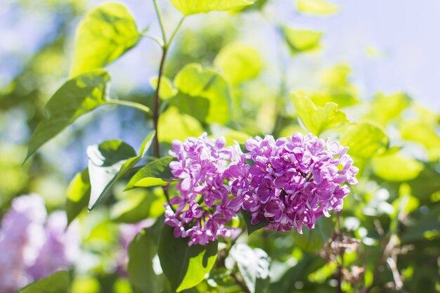 Blooming lilac flowers close up between green leaves background