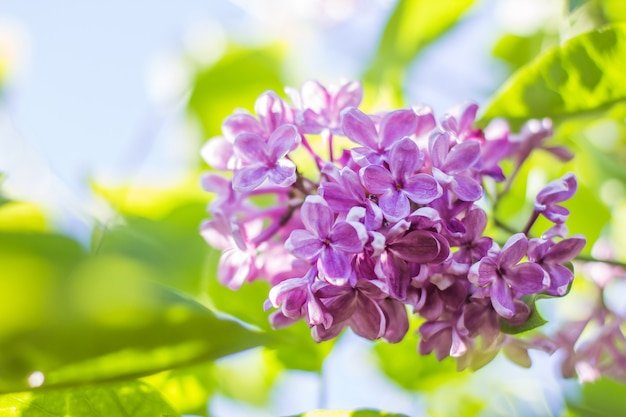 Blooming lilac flowers close up between green leaves background