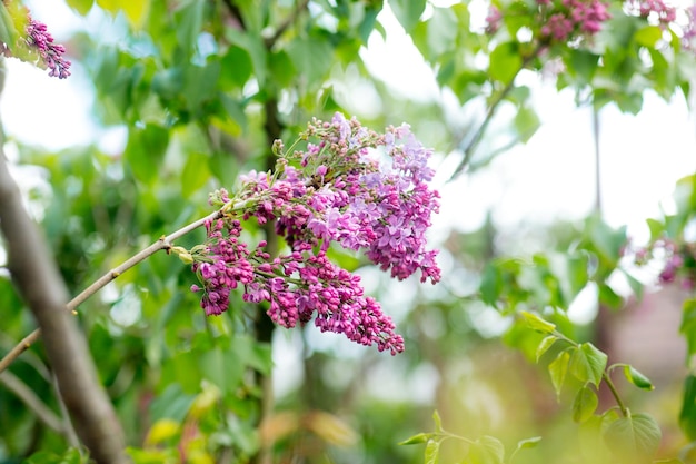 Blooming lilac flowers