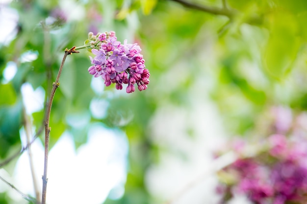 咲くライラック色の花