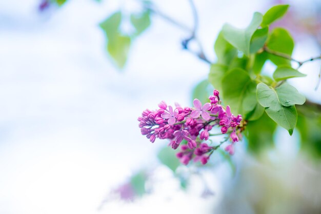 咲くライラック色の花