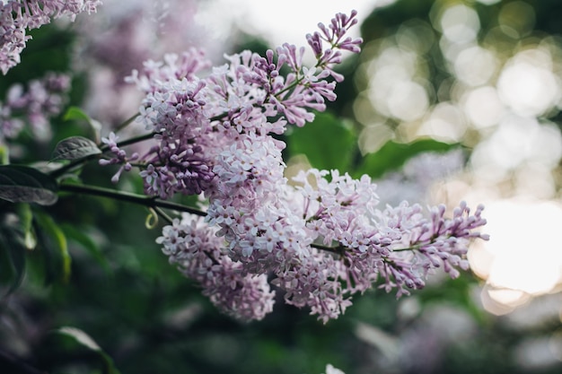 写真 公園で咲くライラックライラックの花の美しい背景咲く紫色のライラックの花