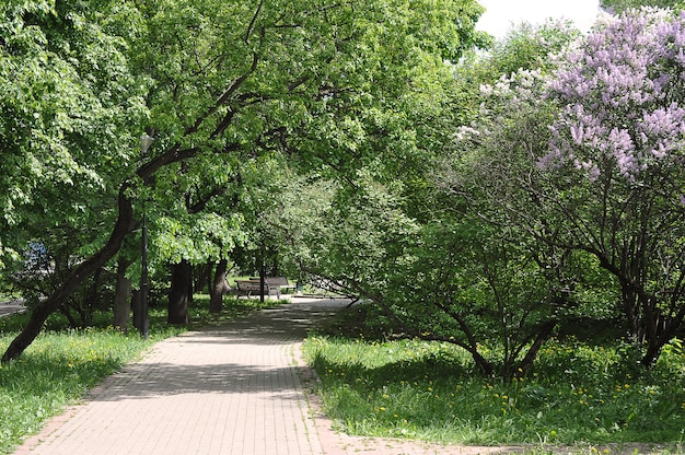 Blooming lilac in the park-spring flower background