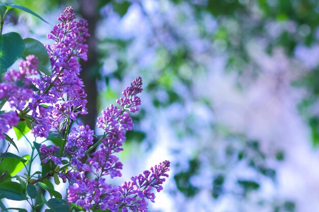 Blooming lilac in the sun purple lilac flowers on a blurred background copy space