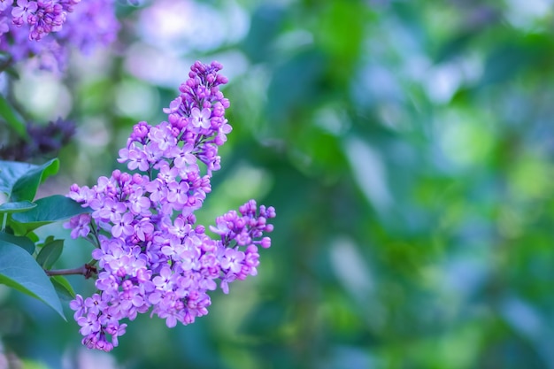 Blooming lilac in the sun purple lilac flowers on a blurred background copy space