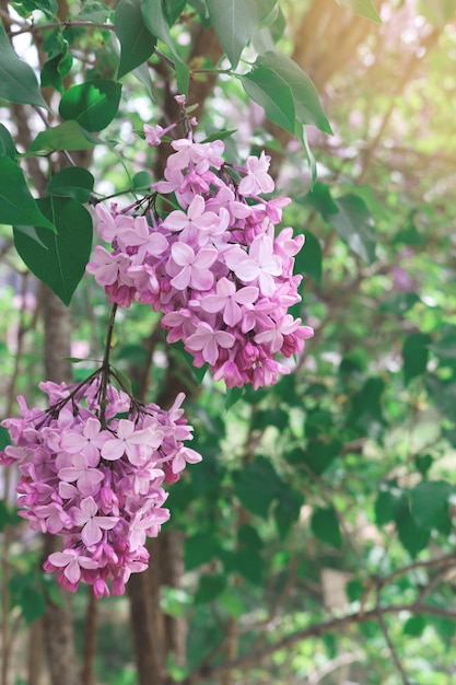 Blooming lilac tree flowers