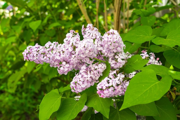 写真 花をかせたライラックの木