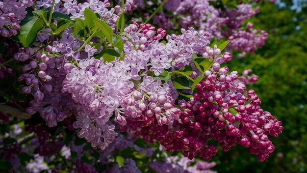 Blooming lilac on white