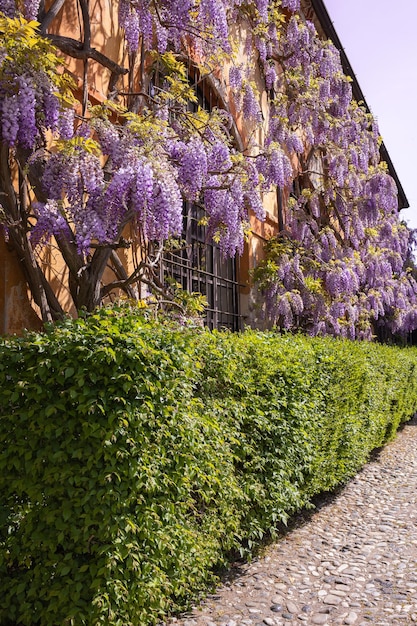 Blooming lilac wisteria on the wall of an orange house Growing wisteria Spring time