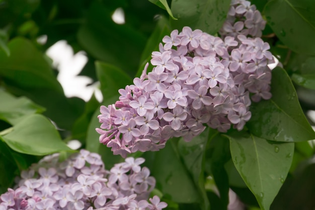 Blooming Lilac