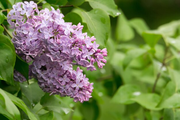 Blooming Lilac