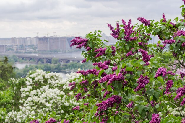 Blooming lilacs and cityscape in background. Gray sky