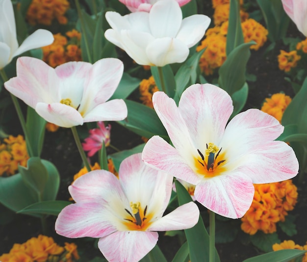 Gigli in fiore nel campo