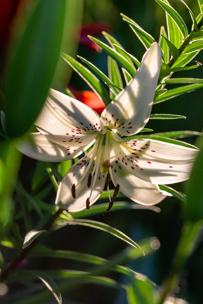 夏の夕日の光のマクロ写真に白い花びらを持つユリの花が咲きます。