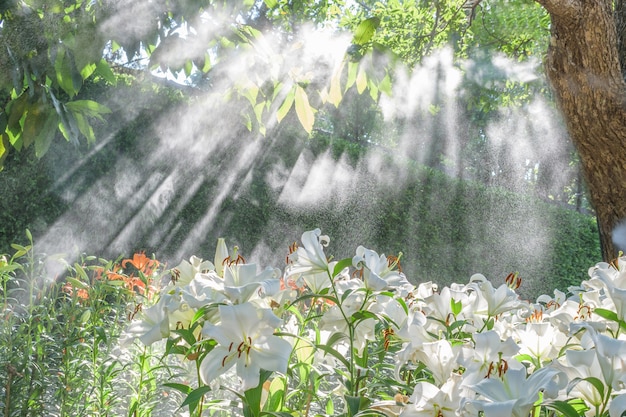 Blooming lily flowers with foggy and the sunshine in the garden of Thailand