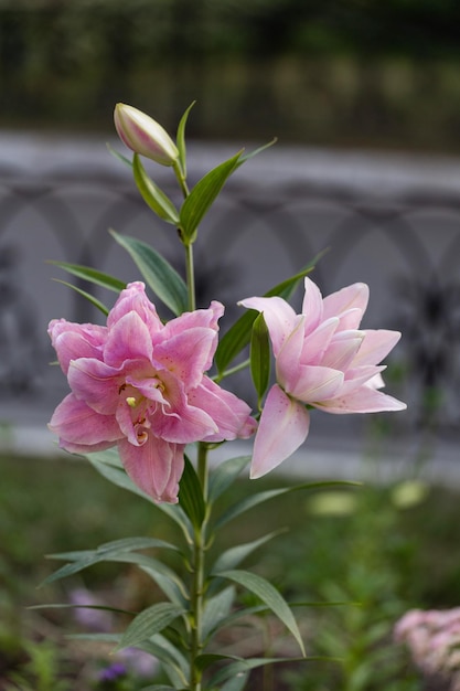 Blooming lily two pink buds