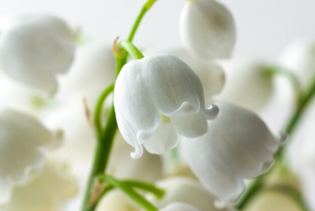 Blooming lily of the valley macro photography