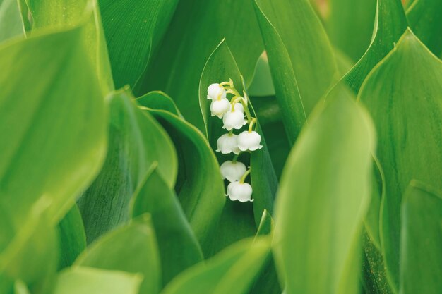 Photo blooming lily of the valley in spring garden