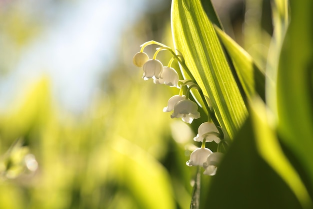 Mughetto in fiore in una soleggiata mattina di maggio