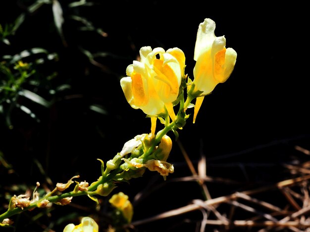 blooming Linaria vulgaris in the meadow