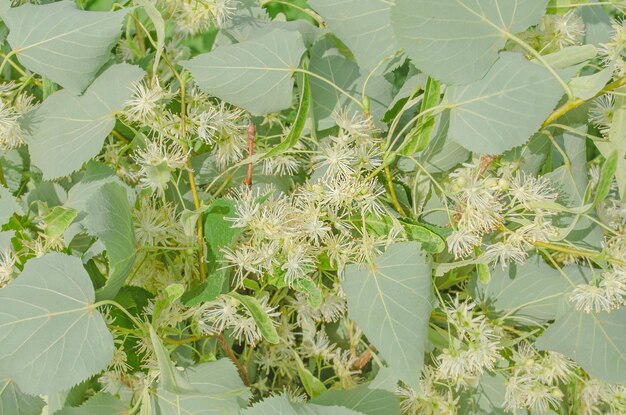 写真 咲く菩提樹リンデンの花の背景咲くライムの木