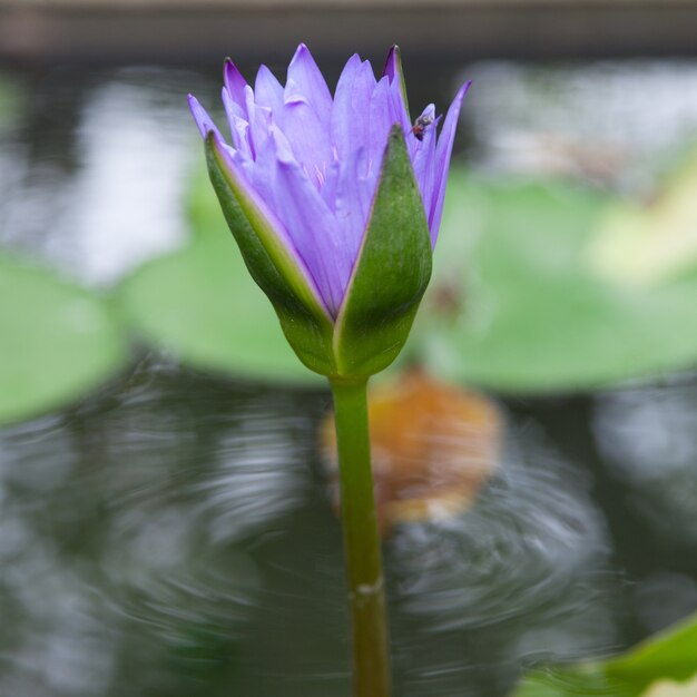 Foto blooming blue lotus