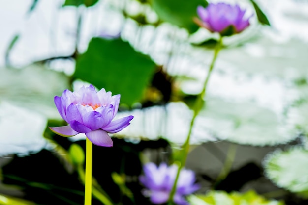 blooming lotus flower in the botanical garden