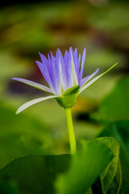 blooming lotus flower in the botanical garden