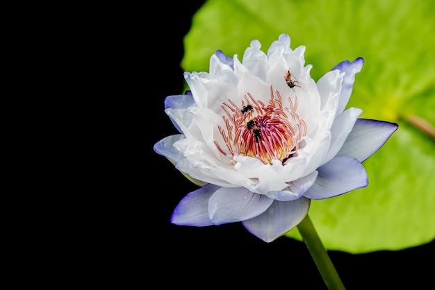 blooming lotus flower in the botanical garden