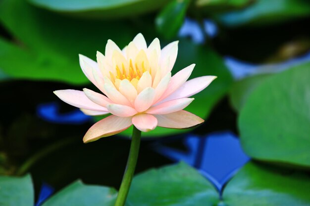 blooming Lotus flower closeup