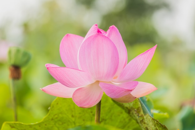 Photo blooming lotus flower over green.