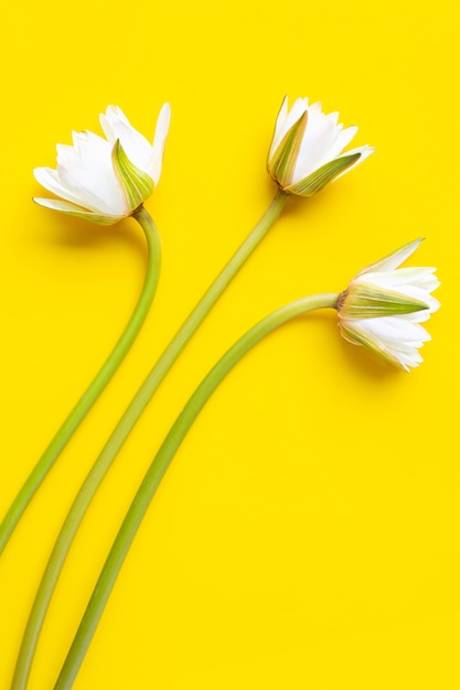 Blooming lotus flower on yellow white surface