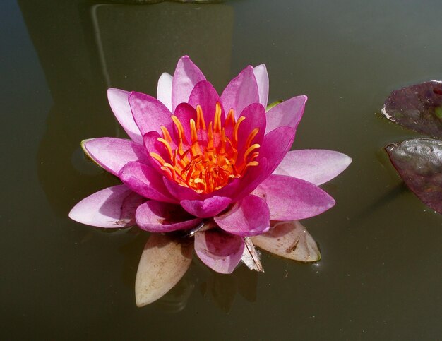 A blooming lotus flower