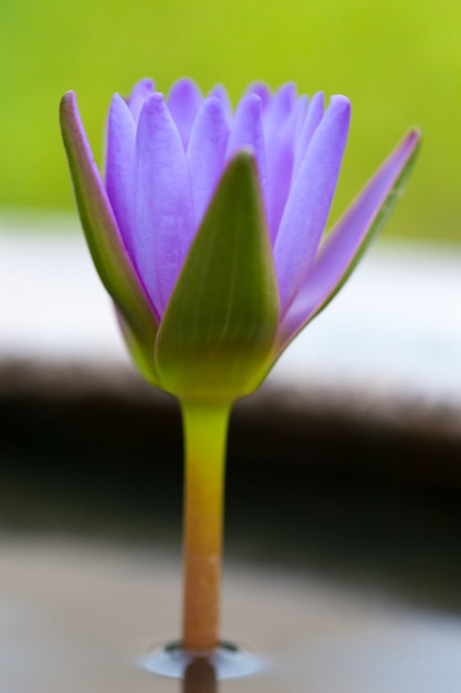 blooming lotus