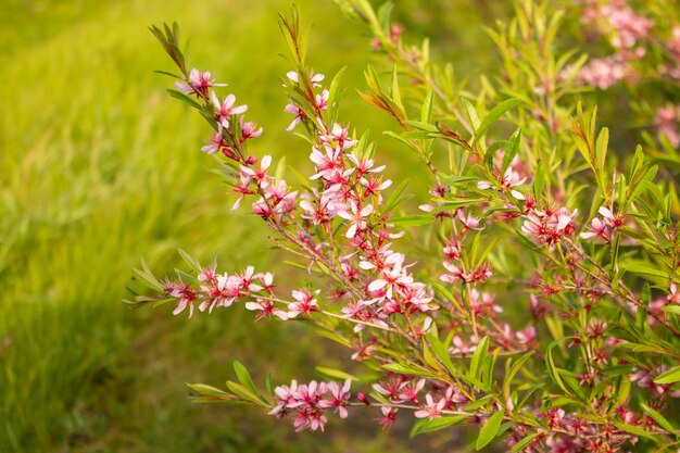 Foto fioritura di mandorla bassa steppa con fiori rosa nani arbusti ornamentali di mandorle russe per il giardino sfondo floreale carta da parati un sacco di piccoli fiori rosa sull'albero