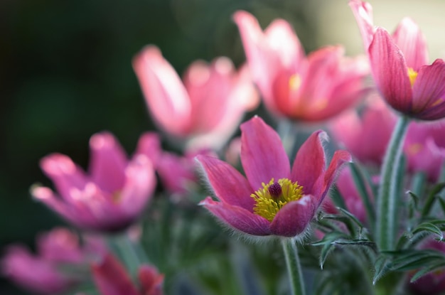 Blooming lumbago in spring in the park