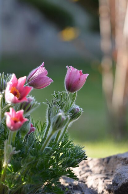 Blooming lumbago in spring in the park