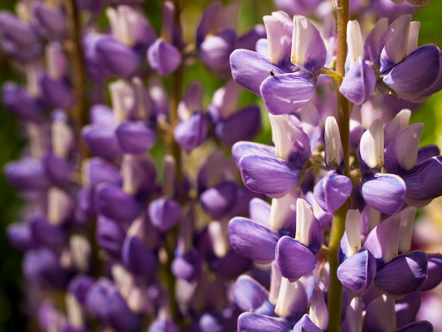 Blooming lupin in the garden.