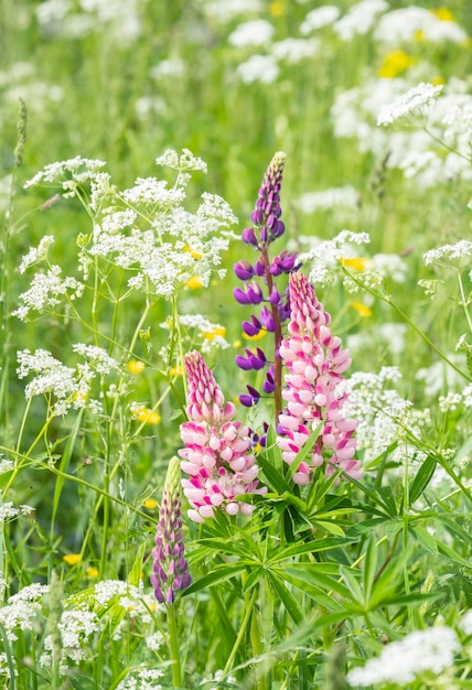 Fiore di lupino in fiore sfondo di fiori di lupini estate un campo di lupini fiore viola primaverile ed estivo