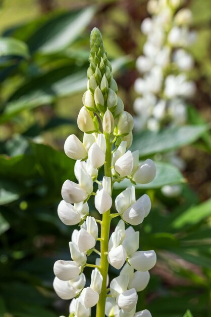 Foto fiore di lupino in fiore