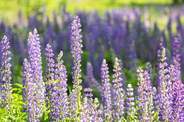 Blooming lupine flowers A field of lupines Violet spring and summer flowers